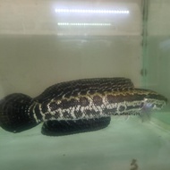 ikan hias channa argus pure / channa argus phyt0n / channa import
