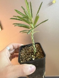 Dorstenia gigas f.bullata泡泡葉巨琉桑（扦插）塊根植物，多肉植物