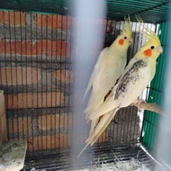 sepasang induk falk lutino dan pearl