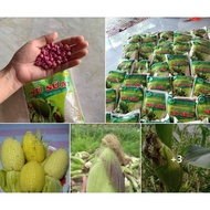 5 ounces of sticky rice corn seeds