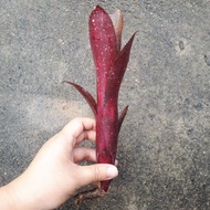 [ Ready Stock ] Bromeliad Billbergia Royal Blood - Individual Plant