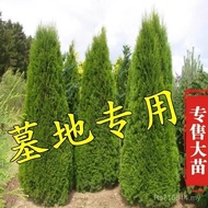 Cypress Dragon Cypress Pagoda Pine Grave Grave Ground Sapling Qingming Festival Pine Side Cypress Pa