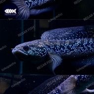 𝐆𝟎- ikan channa asiatica ws pure