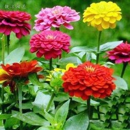 【多西多】百日草花種子步步高花種籽組合室外花園五顏六色七彩庭院花種子
