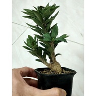 Nice Euphorbia Decaryi 老庄安博皱叶麒麟大块垠