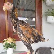 Ayam Jantan Muda ShamoTrad Ekorlidi Kaku calon ukuran Tinggi Besar