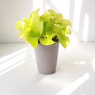 萊姆黃金葛 l 植栽 盆栽 (中盆) 室內植物 辦公室盆栽  開幕盆栽