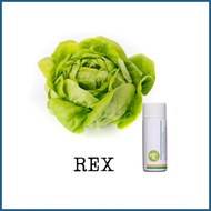 ★ ◿ ✬ Rijk Zwaan Lettuce Pelletized 100 Seeds | Nutrihydro