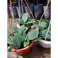 Monstera Peru / Monstera Peru