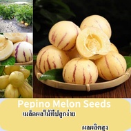 ถูกกฎหมาย 100 % Pepino Melon เมล็ด  สำหรับปลูกผลไม้เมล็ดแคระ เมล็ดต้นไม้สด ง่ายต่อการปลูกเมล็ดแตงโม เปปิโน สวนบอนไซต้นไม้กระถางเมล็ดพืช พืชสด ขาย พืชสดระเบียงผลไม้ในร่มเมล็ดพันธุ์พืช