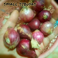 ◌ ⚑ ⊘ ▱ SMALL ONIONS/ LASONA/LASUNA/MALILIIT NA SIBUYAS( Ship out Agad)