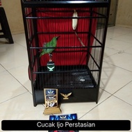 Cucak Ijo Prestasian