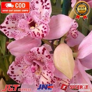 tanaman hias Anggrek Dendrobium bunga pink princess