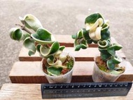 ((七號花園))多肉  雨林 蘿藦 斑葉捲葉毬蘭  Hoya compacta variegata 白斑