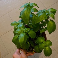 Sweet basil Plant Edible Herb Plant 100% organic and edible
