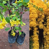 ต้นเหลืองชัชวาลย์/ไม้เถาเลื้อย ดอกสีเหลืองติดดอกพร้อมกันสวย