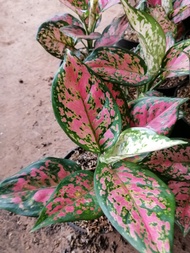 Aglaonema Red Anjamani - Tanaman Aglonema Dud Anjamani