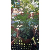 Ulam Raja Cosmos caudatus organic plant king salad