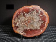 【實物實拍】【現貨】【露蝦】木片化石(145mm)(南洋杉類木片 可當杯墊) 自然科學 古生物 活化石 收藏 三葉蟲
