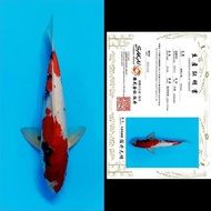 Ikan Koi Import / Rumah Koi Jakarta / kode 003 terlaris