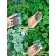Hemp Seeds Ito Vegetables Galangal Shiso Are Not Korean Sesame Leaves.