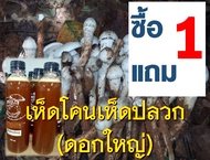 เชื้อเห็ดโคนปลวก เห็ดปลวก ดอกใหญ่ 1 ขวด ขนาด 500 ML. ซื้อ 1  แถม 1