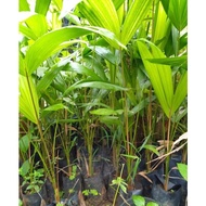 ANAK POKOK ACAI BERRY / ACAIBERRY - ASAL BRAZIL