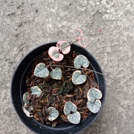 string of heart variegata