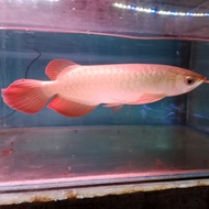 arwana super red 20 cm