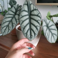 TERBARU REAL !! Alocasia dragon silver bibit bertunas siap tanam