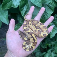 BALLPYTHON | ball python | python bola morph MOJAVE ENCHI 100% het green ghost