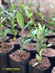 Laurel Bayleaf Seedlings (Luckiest Plant 4-5 inches) with FREE garden soil plastic pot and marble ch