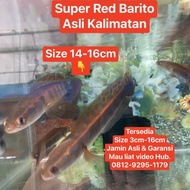 Dijual Ikan Chana Channa Maru Super Red Barito Kalimantan Tengah Asli