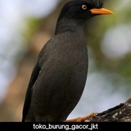 Ready Burung Jalak Kebo Mata Kuning Pilihan -Lapak Robi