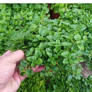 Anak Pokok Herba Oregano Live Plants Oregano Herb Potted Plant Pokok Herba Oregano Pokok Hiasan Cantik Pokok Hidup Besar