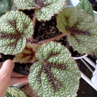 Begonia Karpet/Begonia Cross