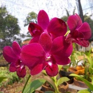 Anggrek Dendrobium CRed Dewasa