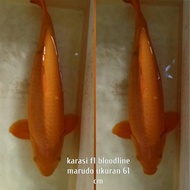 Ikan Koi F1 Anakan Import Karasi Jumbo Ready Kohaku Sanke Chagoi Dll