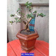 Sancang Bonsai