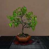 玉光梅ぎょっこう∣小品梅盆栽 香氛梅花