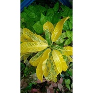 Pokok Puding ID Periuk Kuning Cantik (Rare ID)🔥