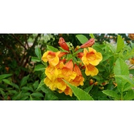 bunga tecoma stans oren