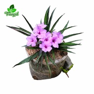 bunga rawelia pink tanaman hidup