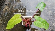 灑金蔓綠絨.天南星科.雨林植物.觀葉植物.網美植物.台南.