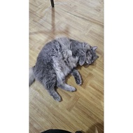 cat not for sale just testing