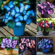 [E-commerce] Moonlight Butterfly Flower Seed Butterfly Seed Cordieria Flower Seed Courtyard Garden F