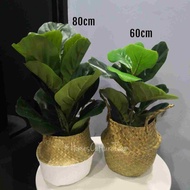 PREMIUM QUALITY FIDDLE FIG (60CM & 80CM)