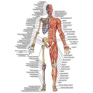 Human Body science school education Art Film Print Silk Poster Home Wall Decor 24x36inch Educational