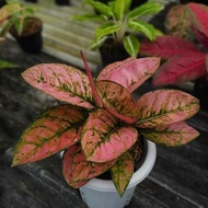 Tanaman Hias Aglonema Ruby Compacta / Aglonema Aglaonema Ruby Compacta