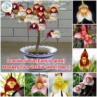 [High Quality] 50pcs Mixed Varieties Dracula Simia Seeds Monkey Face Orchid Plant Seed Rare Flower S